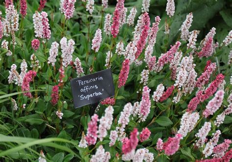 多年生草花種類|宿根草（多年草）おすすめ20選｜植えっぱなしで毎年 